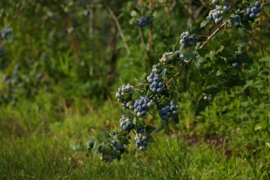 Bush of wild blueberry with berries growing outdoors