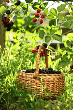 Açık yeşil çimlerde olgun böğürtlenli hasır sepet.