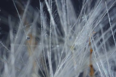 Bulanık arkaplanda su damlaları olan karahindiba tohumu tohumları, makro fotoğraf