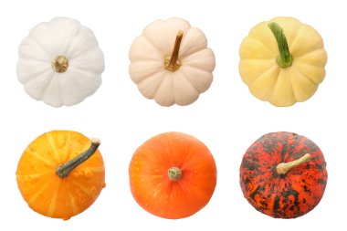 Beyaz, üst görünümde izole edilmiş farklı balkabakları