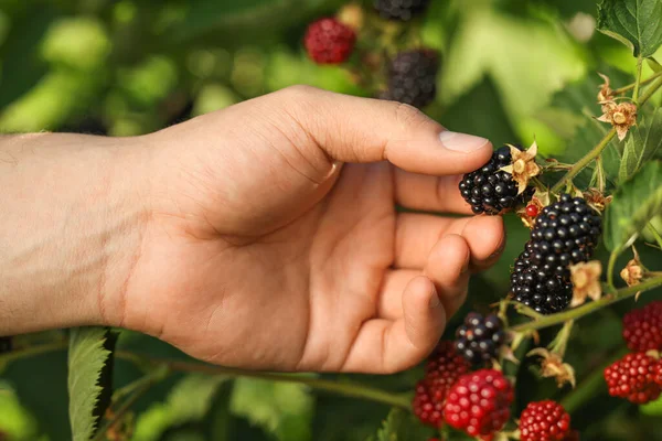 stock image Woman picking ripe blackberries from bush outdoors, closeup