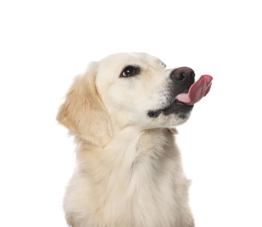 Beyaz arka planda dili gösteren şirin Labrador Retriever