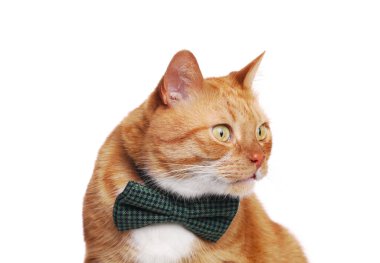 Beyaz papyonlu şirin kedi.