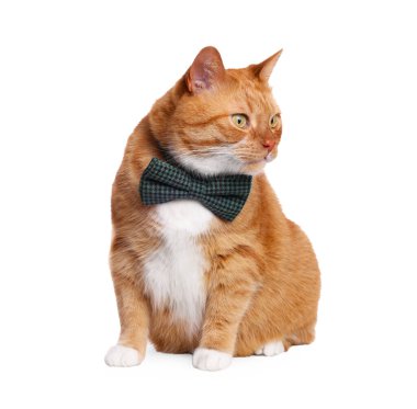 Beyaz papyonlu şirin kedi.