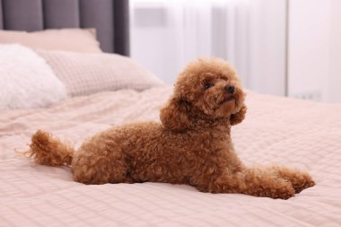 Evdeki yumuşak yatakta tatlı bir Maltipoo köpeği. Sevimli hayvan