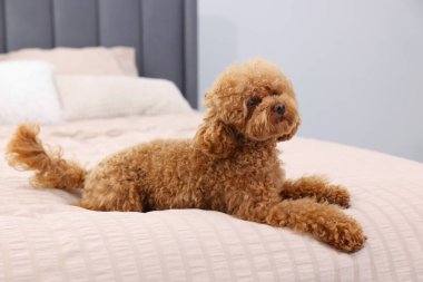 Evdeki yumuşak yatakta tatlı bir Maltipoo köpeği. Sevimli hayvan