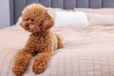 Tatlı Maltipoo köpeği yumuşak yatakta, mesaj için yer var. Sevimli hayvan