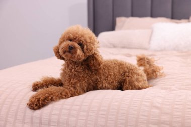 Evdeki yumuşak yatakta tatlı bir Maltipoo köpeği. Sevimli hayvan