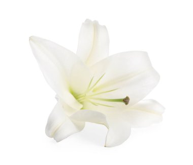 güzel taze Zambak çiçeği üzerinde beyaz izole