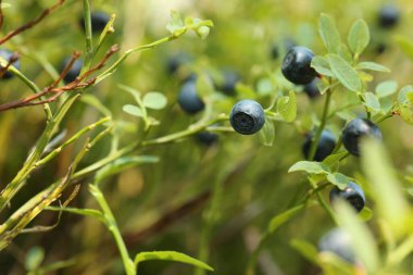 Ormanda yetişen olgun yaban mersinleri, yakın çekim manzarası