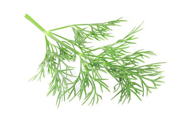 Taze dereotunun karışımı beyazda izole edilmiş.