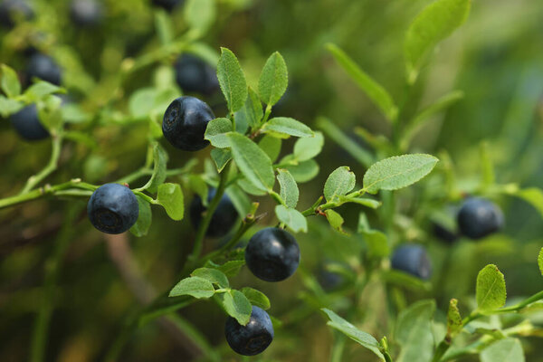 Ripe bilberries growing in forest, closeup. Seasonal berries