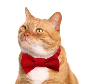 Kırmızı papyonlu şirin kedi beyaz üzerine izole edilmiş.