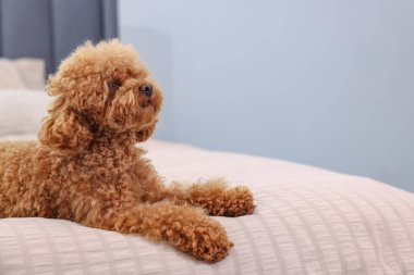 Evdeki yumuşak yatakta tatlı Maltipoo köpeği, mesaj için yer. Sevimli hayvan