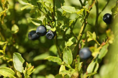 Ormanda yetişen olgun yaban mersinleri, yakın plan. Mevsimlik meyveler