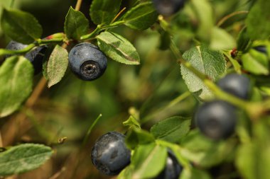 Ormanda yetişen olgun yaban mersinleri, yakın plan. Mevsimlik meyveler