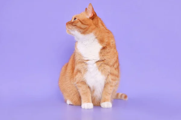 ライラックの背景に愛らしい赤いふわふわの猫 — ストック写真
