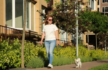 Güzel Chihuahua köpeğiyle kaldırımda yürüyen bir kadın.
