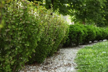 Parkta büyüyen güzel yeşil bitkiler, yazı için yer. Bahçe işleri ve peyzaj.