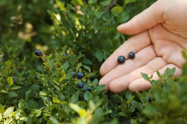 Ormanda yaban mersini toplayan kadın, yakın plan.