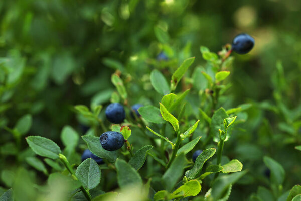 Ripe bilberries growing in forest, closeup. Seasonal berries