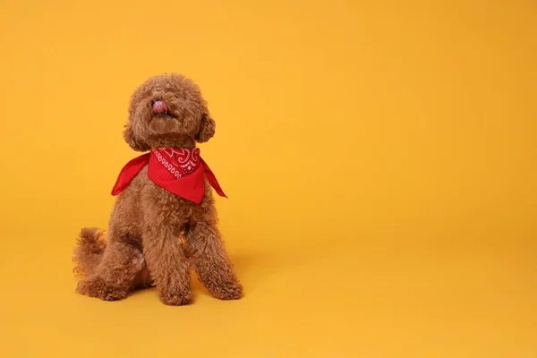 stock image Cute Maltipoo dog with bandana on orange background. Space for text