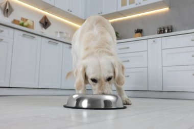 Şirin Labrador Retriever mutfaktaki metal kaseden yiyor.