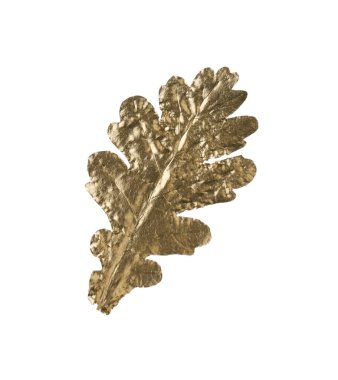 Beyaza izole edilmiş bir altın meşe yaprağı. Sonbahar mevsimi