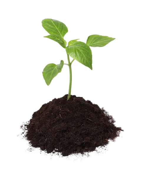 Green Seedling Growing Soil Isolated White — Stock Photo, Image