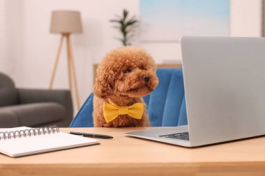 Masasında dizüstü bilgisayarı ve odasında not defteri olan sarı papyon takan sevimli Maltipoo köpeği. Sevimli hayvan