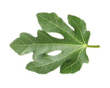 İncir ağacından bir yeşil yaprak, beyaz, üst manzara