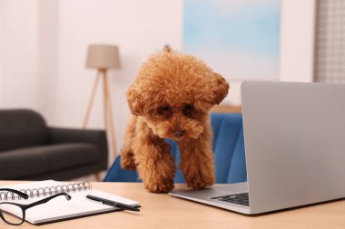 Masasında dizüstü bilgisayarı, gözlüğü ve kırtasiyesi olan sevimli bir Maltipoo köpeği var. Sevimli hayvan