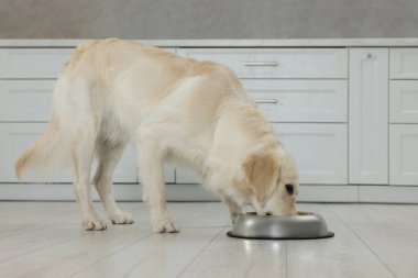 Şirin Labrador Retriever mutfaktaki metal kaseden yiyor.