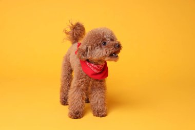 Turuncu arka planda bandanası olan sevimli Maltipoo köpeği.