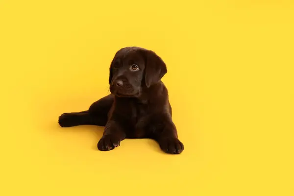 Cute chocolate Labrador Retriever puppy on yellow background, space for text