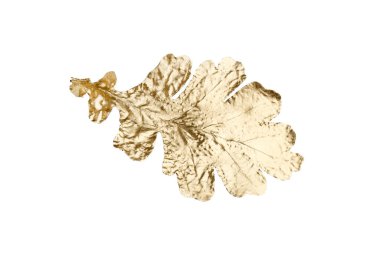 Beyaza izole edilmiş bir altın meşe yaprağı. Sonbahar mevsimi