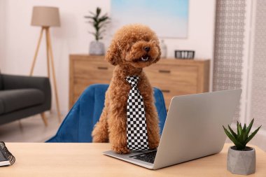 Masada dizüstü bilgisayarı ve yeşil çiçekli kareli kravat takan sevimli Maltipoo köpeği. Sevimli hayvan