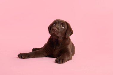 Tatlı çikolata Labrador Retriever köpek yavrusu pembe arka planda