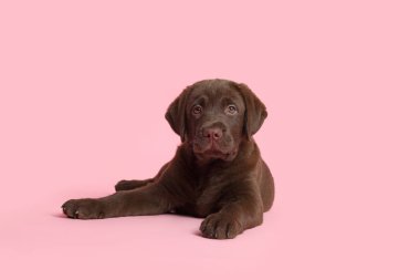 Tatlı çikolata Labrador Retriever köpek yavrusu pembe arka planda