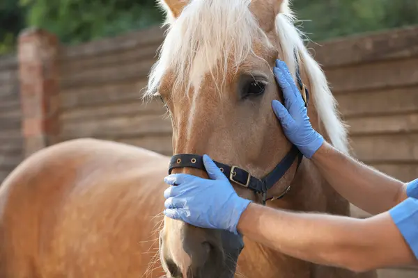 Veterinarian with adorable horse outdoors, closeup. Pet care