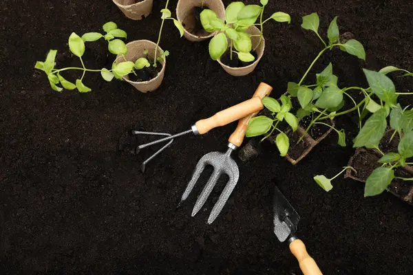 Seedlings in containers and gardening tools on ground outdoors, flat lay