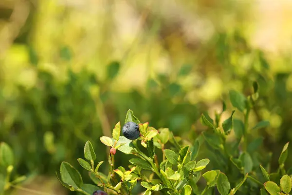 stock image One bilberry growing in forest, space for text. Seasonal berries