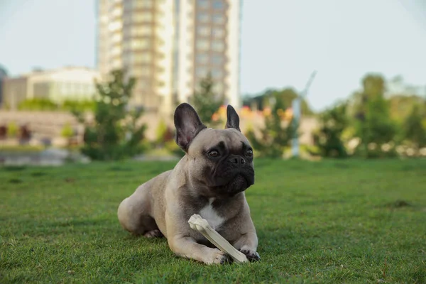 Cute French bulldog with bone treat on green grass outdoors. Lovely pet