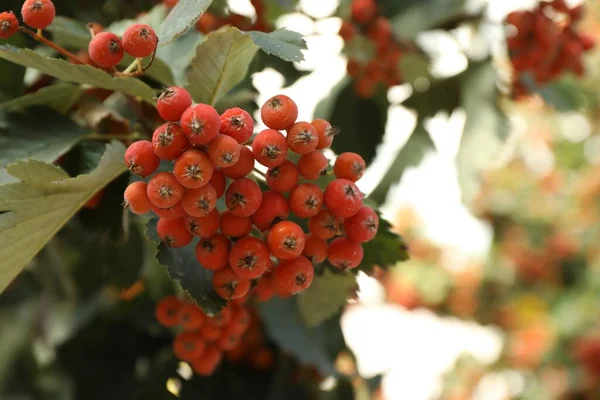 Rowan Treet Med Mange Oransje Bær Som Vokser Utendørs Nærbilde – stockfoto