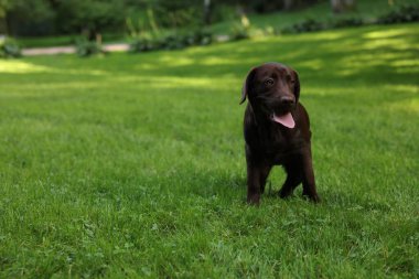 Parktaki yeşil çimlerde sevimli Labrador Retriever köpeği, metin için yer