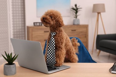 Masada dizüstü bilgisayarı ve yeşil çiçekli kareli kravat takan sevimli Maltipoo köpeği. Sevimli hayvan