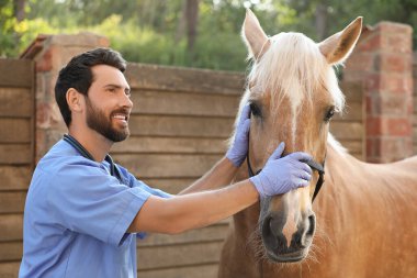 Veteriner ve dışarıda çok güzel bir at. Hayvan bakımı