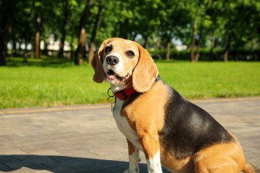 Parkın girişindeki sevimli Beagle. Köpek gezdirme