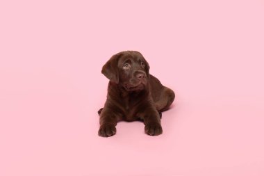 Tatlı çikolata Labrador Retriever köpek yavrusu pembe arka planda