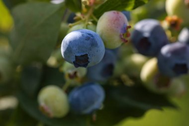 Yabanmersinleri dışarıda yetişiyor, yakınlarda. Mevsimlik meyveler